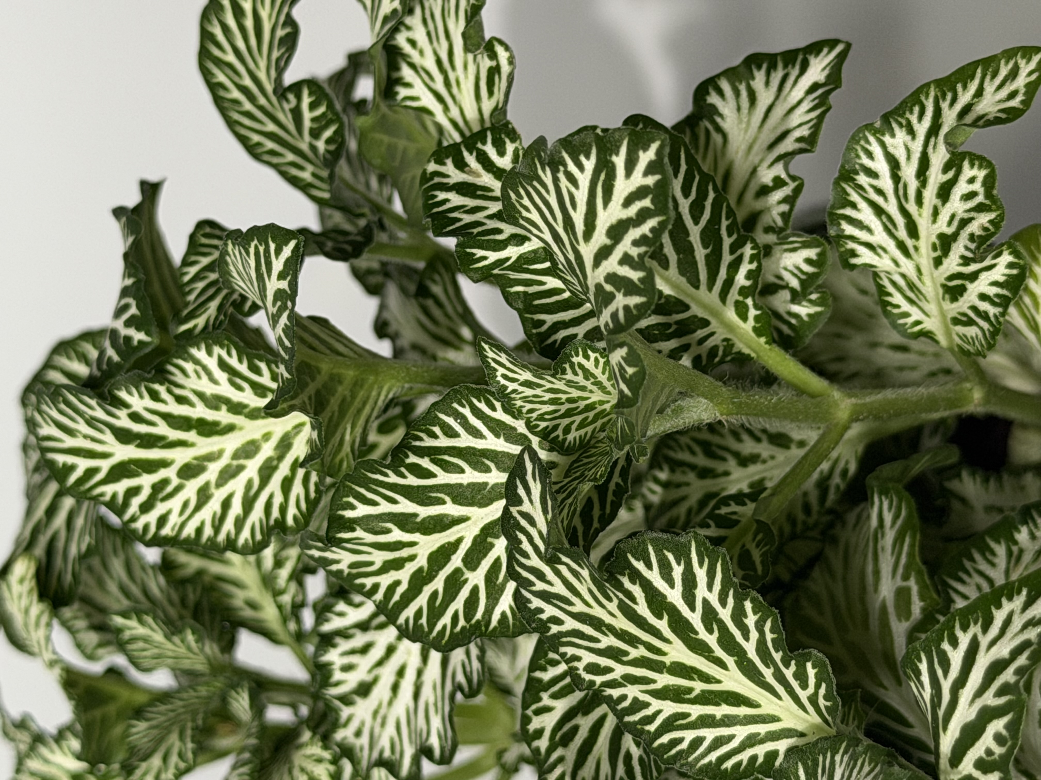 Detalle de hojas verdes y blancas de una planta fotografiada por Galileo Plants