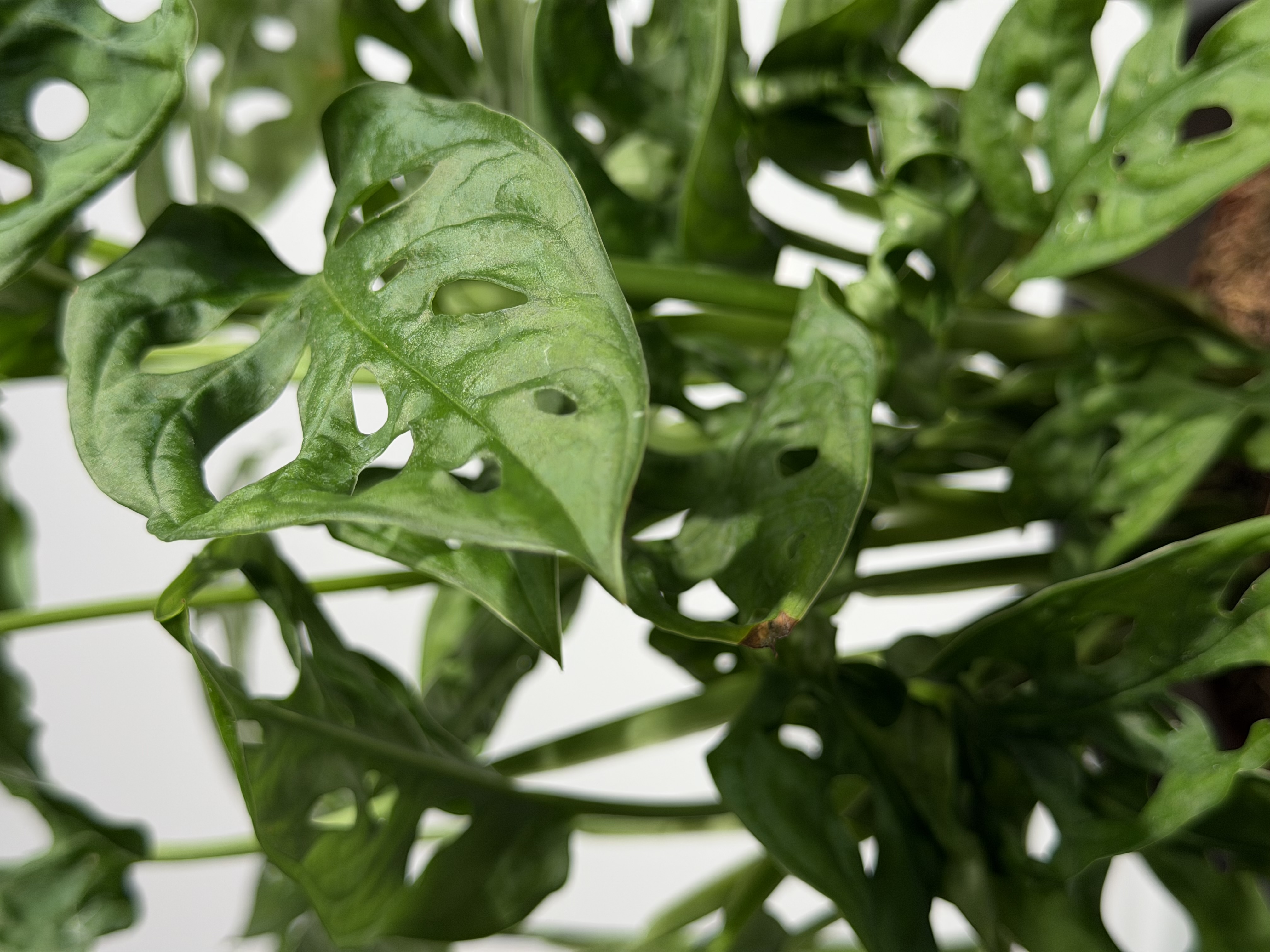 Detalle de una Monstera adansonii fotografiada por Galileo Plants
