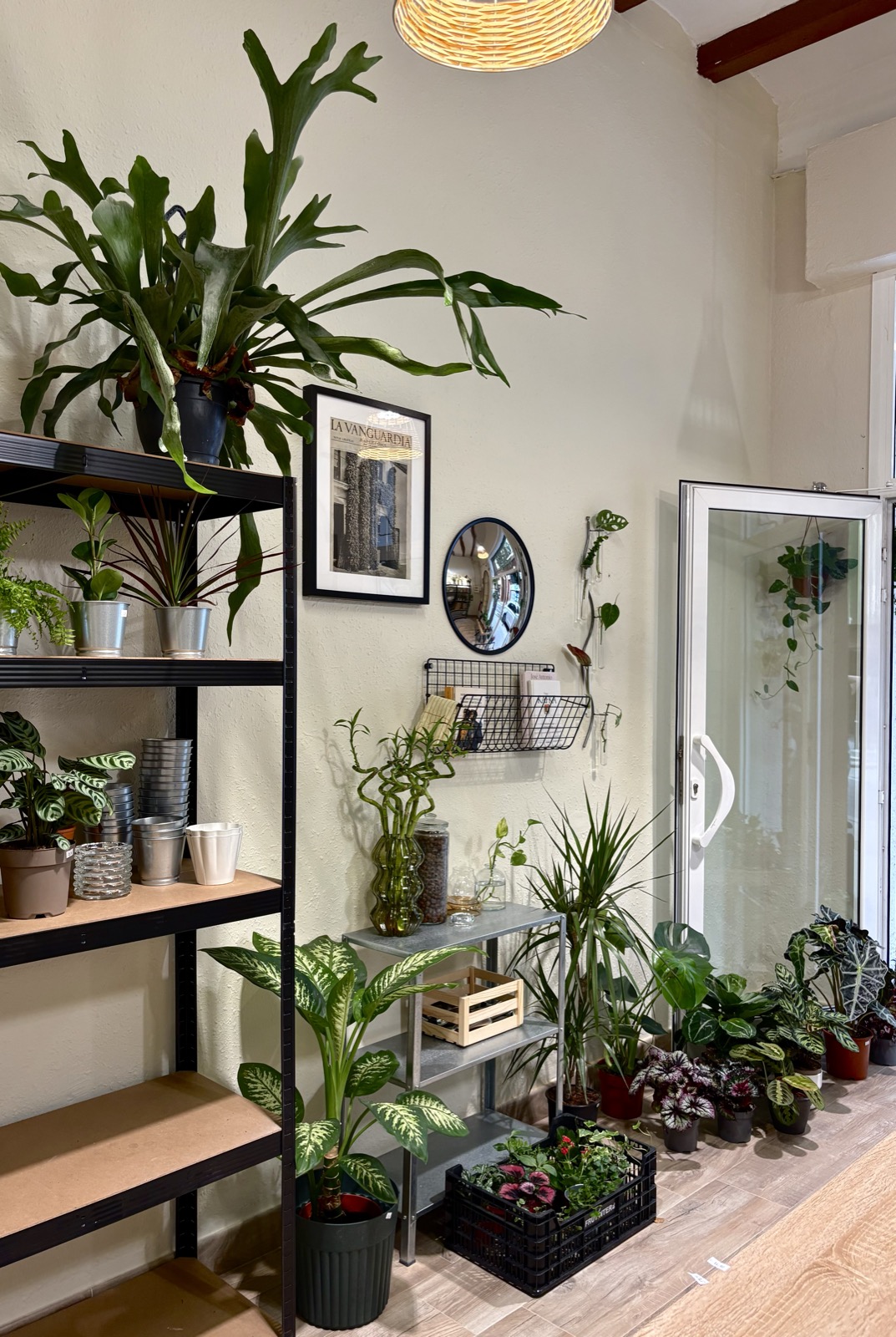Plantas y estantes de la tienda Galileo Plants en Sants